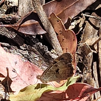 Geitoneura klugii (Marbled Xenica) at Cotter River, ACT - 23 Jan 2022 by trevorpreston