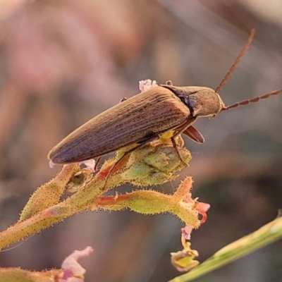 Elateridae (family) (Unidentified click beetle) at Cotter River, ACT - 23 Jan 2022 by trevorpreston