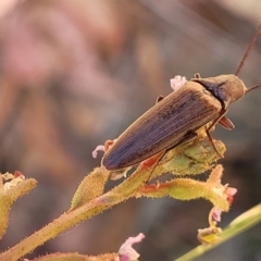 Elateridae (family) at Cotter River, ACT - 23 Jan 2022 12:49 PM