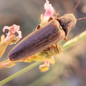 Elateridae sp. (family) at Cotter River, ACT - 23 Jan 2022 12:49 PM