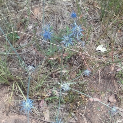 Eryngium ovinum (Blue Devil) at Mount Majura - 23 Jan 2022 by abread111