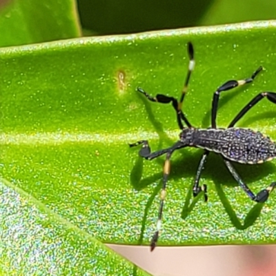 Amorbus sp. (genus) (Eucalyptus Tip bug) at Namadgi National Park - 23 Jan 2022 by trevorpreston