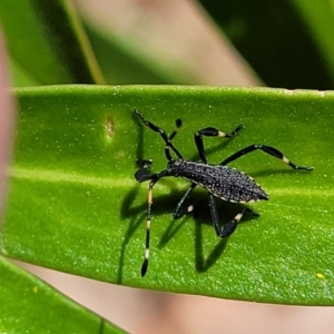 Amorbus sp. (genus) at Cotter River, ACT - 23 Jan 2022