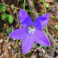 Wahlenbergia sp. (Bluebell) at Cotter River, ACT - 23 Jan 2022 by tpreston