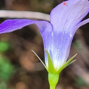 Wahlenbergia sp. at Cotter River, ACT - 23 Jan 2022 12:44 PM