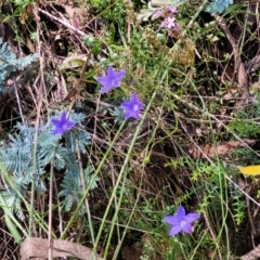 Wahlenbergia sp. at Cotter River, ACT - 23 Jan 2022 12:44 PM