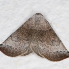 Mataeomera coccophaga (Brown Scale-moth) at Melba, ACT - 6 Nov 2021 by kasiaaus