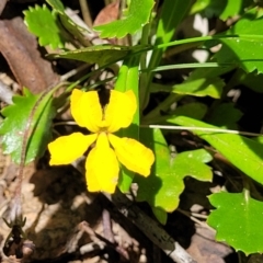 Goodenia hederacea subsp. alpestris at Cotter River, ACT - 23 Jan 2022 by tpreston