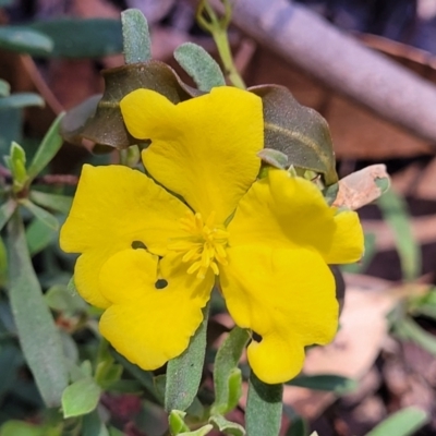 Hibbertia obtusifolia (Grey Guinea-flower) at Cotter River, ACT - 23 Jan 2022 by trevorpreston