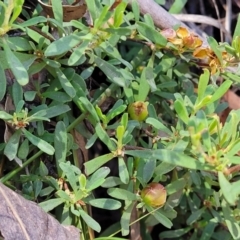 Hibbertia obtusifolia at Cotter River, ACT - 23 Jan 2022