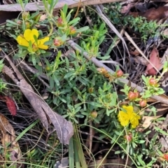 Hibbertia obtusifolia at Cotter River, ACT - 23 Jan 2022