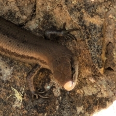 Lampropholis guichenoti (Common Garden Skink) at Namadgi National Park - 23 Jan 2022 by tpreston