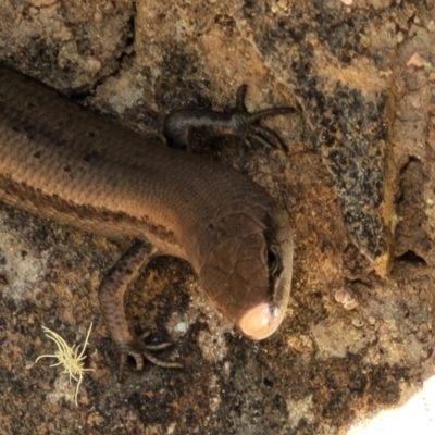 Lampropholis guichenoti (Common Garden Skink) at Cotter River, ACT - 23 Jan 2022 by trevorpreston