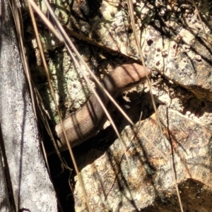 Lampropholis guichenoti at Cotter River, ACT - 23 Jan 2022 12:39 PM