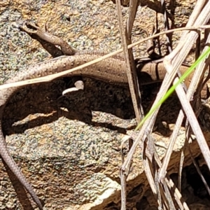 Lampropholis guichenoti at Cotter River, ACT - 23 Jan 2022 12:39 PM