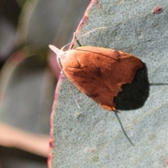 Tortricopsis uncinella (A concealer moth) at Cotter River, ACT - 23 Jan 2022 by tpreston