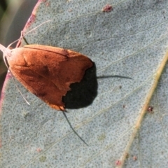 Tortricopsis uncinella at Cotter River, ACT - 23 Jan 2022 12:37 PM