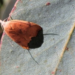 Tortricopsis uncinella at Cotter River, ACT - 23 Jan 2022