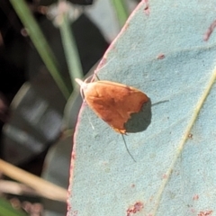 Tortricopsis uncinella at Cotter River, ACT - 23 Jan 2022