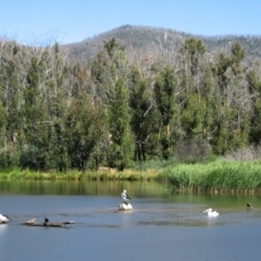 Pelecanus conspicillatus (Australian Pelican) at Paddys River, ACT - 6 Jan 2005 by RodDeb