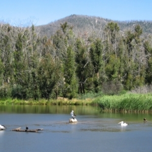 Pelecanus conspicillatus at Paddys River, ACT - 6 Jan 2005