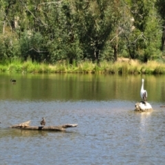 Pelecanus conspicillatus at Paddys River, ACT - 6 Jan 2005