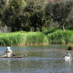 Pelecanus conspicillatus at Paddys River, ACT - 6 Jan 2005