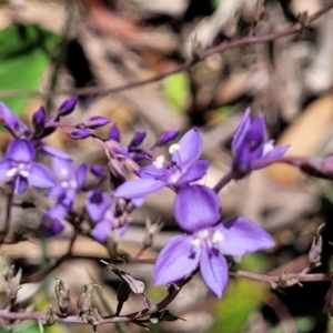 Veronica perfoliata at Cotter River, ACT - 23 Jan 2022