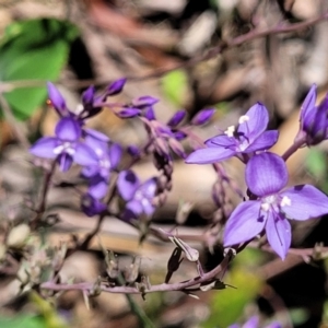 Veronica perfoliata at Cotter River, ACT - 23 Jan 2022