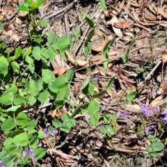 Veronica perfoliata at Cotter River, ACT - 23 Jan 2022