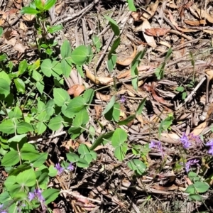 Veronica perfoliata at Cotter River, ACT - 23 Jan 2022