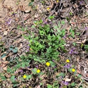 Veronica perfoliata at Cotter River, ACT - 23 Jan 2022 12:35 PM