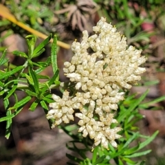 Cassinia aculeata subsp. aculeata (Dolly Bush, Common Cassinia, Dogwood) at Cotter River, ACT - 23 Jan 2022 by trevorpreston
