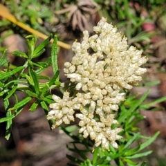 Cassinia aculeata subsp. aculeata (Dolly Bush, Common Cassinia, Dogwood) at Cotter River, ACT - 23 Jan 2022 by tpreston