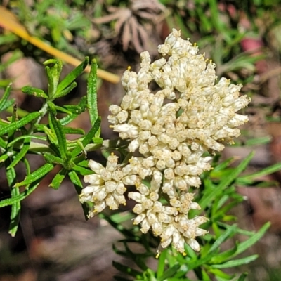 Cassinia aculeata subsp. aculeata (Dolly Bush, Common Cassinia, Dogwood) at Cotter River, ACT - 23 Jan 2022 by trevorpreston