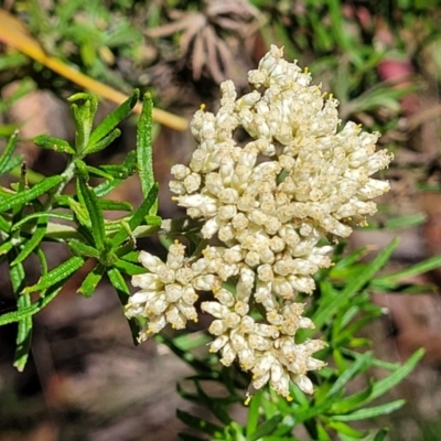 Cassinia aculeata subsp. aculeata (Dolly Bush, Common Cassinia, Dogwood) at Cotter River, ACT - 23 Jan 2022 by tpreston