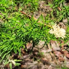 Cassinia aculeata subsp. aculeata at Cotter River, ACT - 23 Jan 2022 12:32 PM