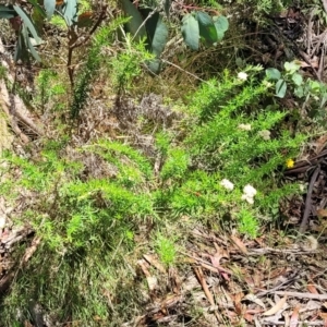 Cassinia aculeata subsp. aculeata at Cotter River, ACT - 23 Jan 2022