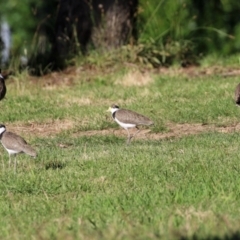 Vanellus miles (Masked Lapwing) at Parkes, ACT - 22 Jan 2022 by RodDeb