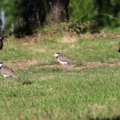 Vanellus miles (Masked Lapwing) at Commonwealth & Kings Parks - 22 Jan 2022 by RodDeb