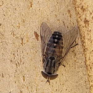 Dasybasis sp. (genus) at Cotter River, ACT - 23 Jan 2022 12:28 PM