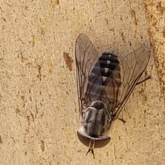 Dasybasis sp. (genus) at Cotter River, ACT - 23 Jan 2022 12:28 PM