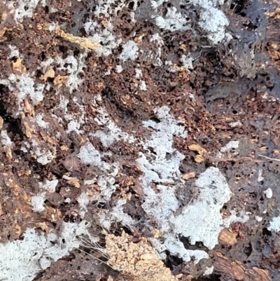 Unidentified Other fungus at Namadgi National Park - 23 Jan 2022 by tpreston