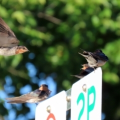 Hirundo neoxena (Welcome Swallow) at Mount Ainslie to Black Mountain - 22 Jan 2022 by RodDeb