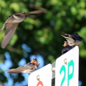 Hirundo neoxena at Parkes, ACT - 22 Jan 2022