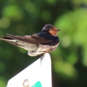 Hirundo neoxena at Parkes, ACT - 22 Jan 2022