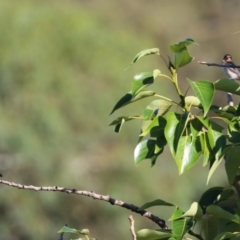 Hirundo neoxena at Parkes, ACT - 22 Jan 2022