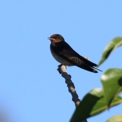 Hirundo neoxena at Parkes, ACT - 22 Jan 2022