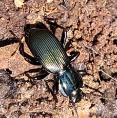 Cardiothorax australis at Namadgi National Park - 23 Jan 2022 by trevorpreston