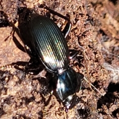 Cardiothorax australis at Cotter River, ACT - 23 Jan 2022